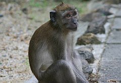 Opice jsou soust Thajska